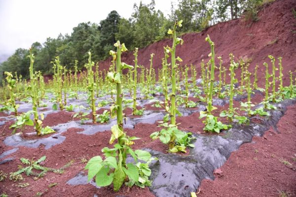 会东县被称为烤烟大县的原因?插图1 会东县被称为烤烟大县的原因?插图1