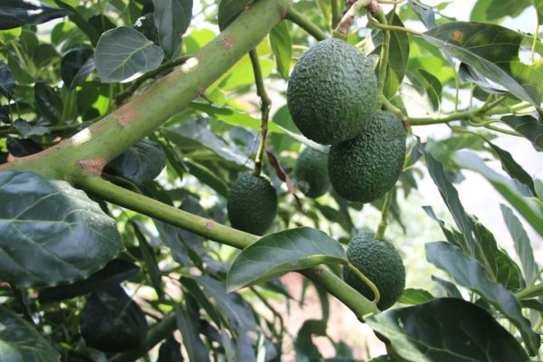 会东网动态，会东县三农资讯，会东经济收入-会东网