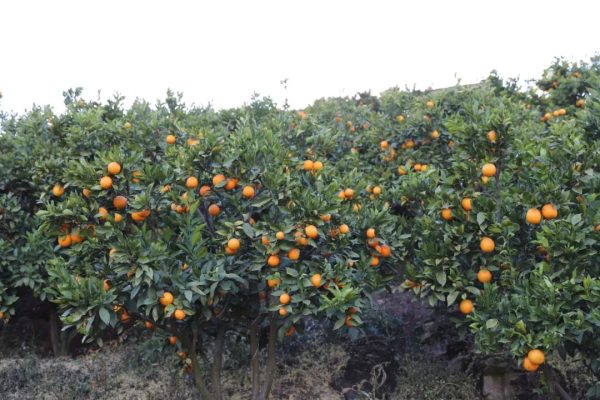 会东网，11月18日，会东姜州镇郑家坝村五组文军家庭农场冻橙丰收-会东网