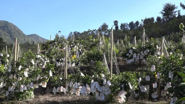 会东网,会东新街镇光明村70余亩新品种柑橘成熟了插图 会东网,会东新街镇光明村70余亩新品种柑橘成熟了插图