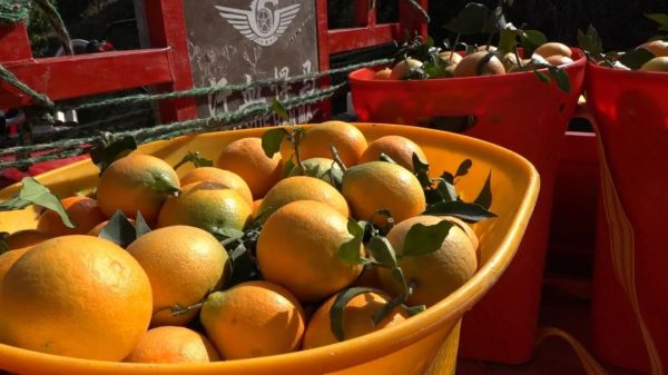 会东网,会东新街镇光明村70余亩新品种柑橘成熟了插图4 会东网,会东新街镇光明村70余亩新品种柑橘成熟了插图4