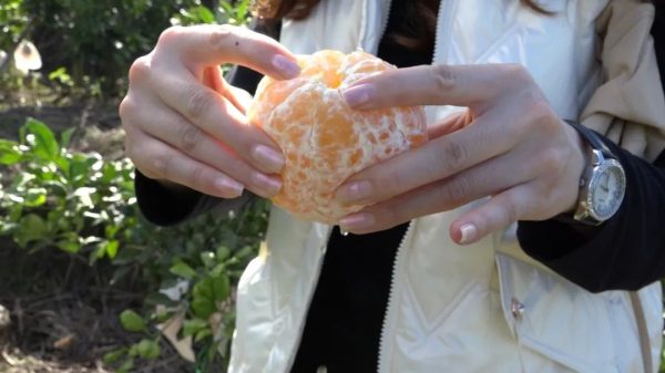 会东网,会东新街镇光明村70余亩新品种柑橘成熟了插图2 会东网,会东新街镇光明村70余亩新品种柑橘成熟了插图2