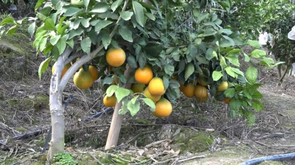 会东网,会东新街镇光明村70余亩新品种柑橘成熟了插图1 会东网,会东新街镇光明村70余亩新品种柑橘成熟了插图1