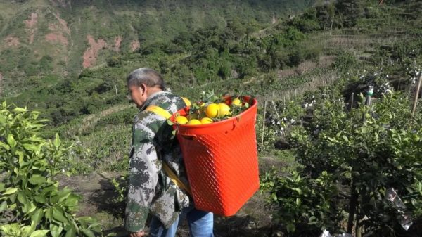 会东网,会东新街镇光明村70余亩新品种柑橘成熟了插图3 会东网,会东新街镇光明村70余亩新品种柑橘成熟了插图3