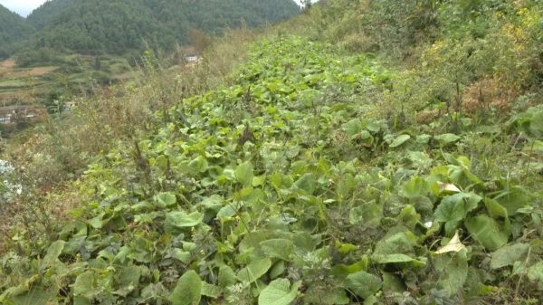 川滇明珠，11月19日，会东新街镇马龙村中药材种植基地插图