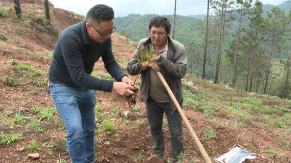川滇明珠，11月19日，会东新街镇马龙村中药材种植基地插图1