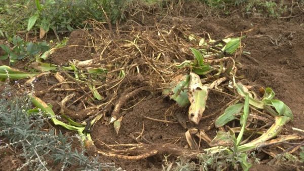川滇明珠，11月19日，会东新街镇马龙村中药材种植基地插图2
