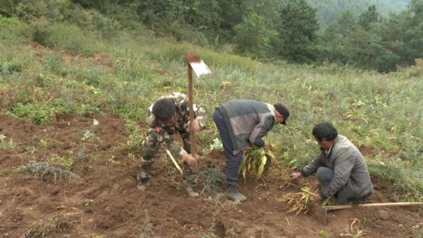 川滇明珠，11月19日，会东新街镇马龙村中药材种植基地插图3
