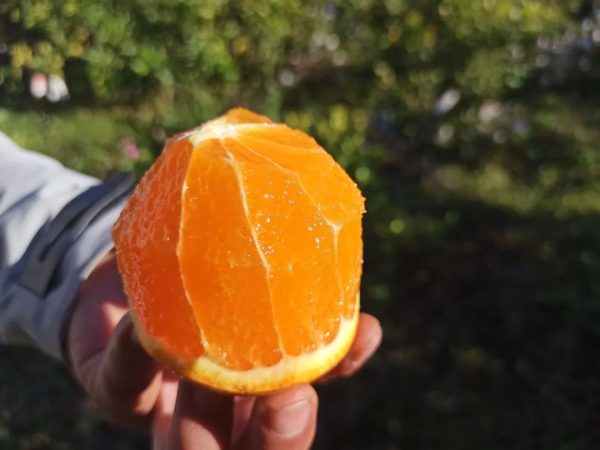 会东网,11月18日,会东姜州镇郑家坝村五组文军家庭农场冻橙丰收插图2 会东网,11月18日,会东姜州镇郑家坝村五组文军家庭农场冻橙丰收插图2