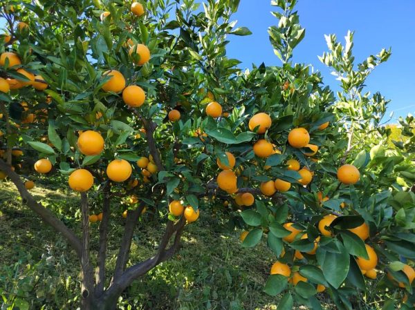 会东网,11月18日,会东姜州镇郑家坝村五组文军家庭农场冻橙丰收插图1 会东网,11月18日,会东姜州镇郑家坝村五组文军家庭农场冻橙丰收插图1