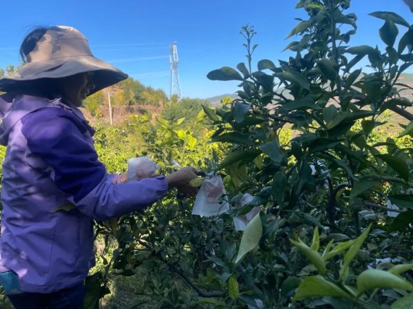 会东网,11月18日,会东姜州镇郑家坝村五组文军家庭农场冻橙丰收插图4 会东网,11月18日,会东姜州镇郑家坝村五组文军家庭农场冻橙丰收插图4