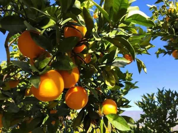 会东网,11月18日,会东姜州镇郑家坝村五组文军家庭农场冻橙丰收插图6 会东网,11月18日,会东姜州镇郑家坝村五组文军家庭农场冻橙丰收插图6