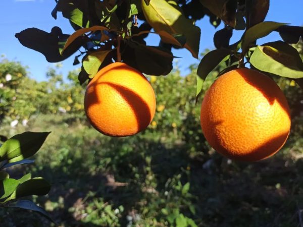 会东网,11月18日,会东姜州镇郑家坝村五组文军家庭农场冻橙丰收插图5 会东网,11月18日,会东姜州镇郑家坝村五组文军家庭农场冻橙丰收插图5