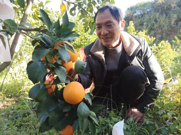 会东网,11月18日,会东姜州镇郑家坝村五组文军家庭农场冻橙丰收插图7 会东网,11月18日,会东姜州镇郑家坝村五组文军家庭农场冻橙丰收插图7