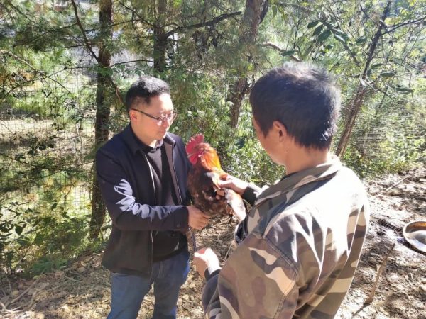 川滇明珠报道,11月23日,会东新街镇马龙村“生态鸡”养出幸福“钱”程插图3 川滇明珠报道,11月23日,会东新街镇马龙村“生态鸡”养出幸福“钱”程插图3