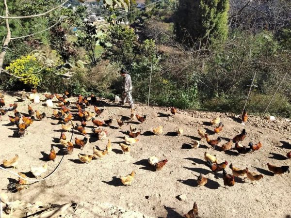 川滇明珠报道,11月23日,会东新街镇马龙村“生态鸡”养出幸福“钱”程插图5 川滇明珠报道,11月23日,会东新街镇马龙村“生态鸡”养出幸福“钱”程插图5