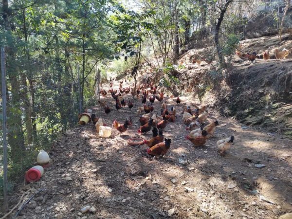 川滇明珠报道,11月23日,会东新街镇马龙村“生态鸡”养出幸福“钱”程插图2 川滇明珠报道,11月23日,会东新街镇马龙村“生态鸡”养出幸福“钱”程插图2