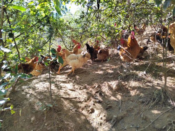 川滇明珠报道,11月23日,会东新街镇马龙村“生态鸡”养出幸福“钱”程插图4 川滇明珠报道,11月23日,会东新街镇马龙村“生态鸡”养出幸福“钱”程插图4