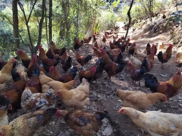 川滇明珠报道，11月23日，会东新街镇马龙村“生态鸡”养出幸福“钱”程-会东网