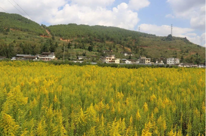 会东网,会东金女士反映称11月16日加拿大一枝黄花插图3 会东网,会东金女士反映称11月16日加拿大一枝黄花插图3