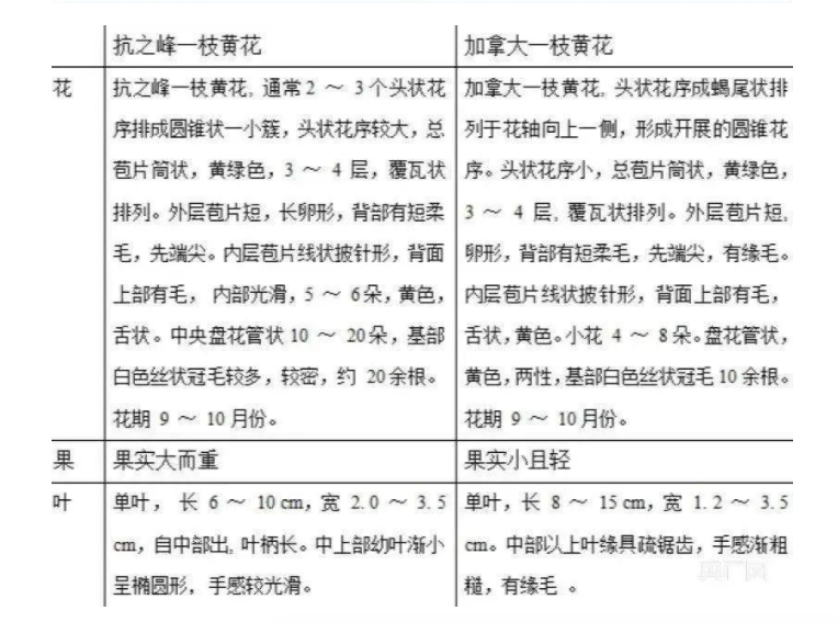 会东网，会东金女士反映称11月16日加拿大一枝黄花插图2