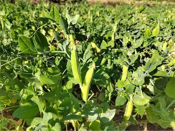 川滇明珠，会东“发展乡村特色，拓宽农民增收致富渠道插图1