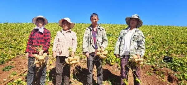 会东网报道,12月6日,会东县嘎吉镇土瓜丰收了!插图2 会东网报道,12月6日,会东县嘎吉镇土瓜丰收了!插图2