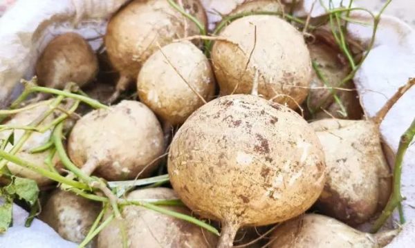 会东网报道,12月6日,会东县嘎吉镇土瓜丰收了!插图1 会东网报道,12月6日,会东县嘎吉镇土瓜丰收了!插图1