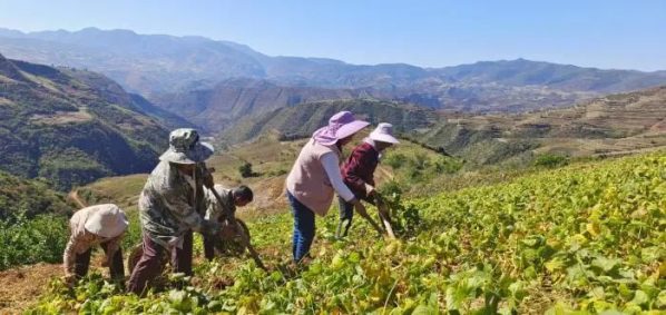 会东网报道,12月6日,会东县嘎吉镇土瓜丰收了!-会东网