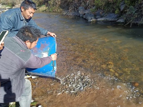 会东网，1月12日，会东县开展涉渔工程（中小水电站）补偿增殖放流活动-会东网