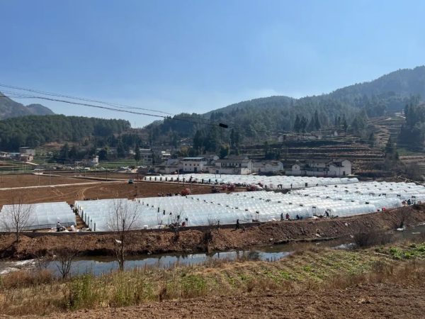 会东烤烟大县,会东三农官网-会东网