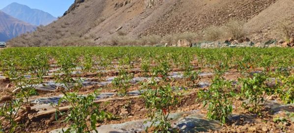 会东县淌塘镇中坪子村，会东县淌塘镇插图3