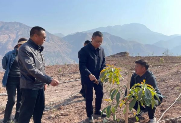 会东网,2月21日,张建军到铁柳镇调研督导牛油果园区建设插图 会东网,2月21日,张建军到铁柳镇调研督导牛油果园区建设插图