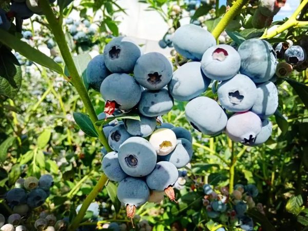 会东蓝莓种植基地消息插图 会东蓝莓种植基地消息插图