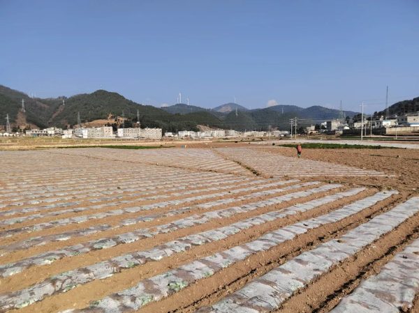 会东县各地按下春耕备耕“快进键”插图5 会东县各地按下春耕备耕“快进键”插图5