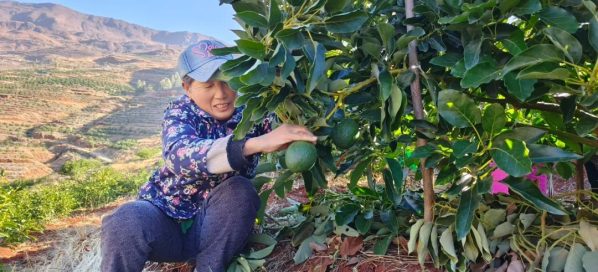 会东县淌塘镇中坪子村，会东县淌塘镇插图1