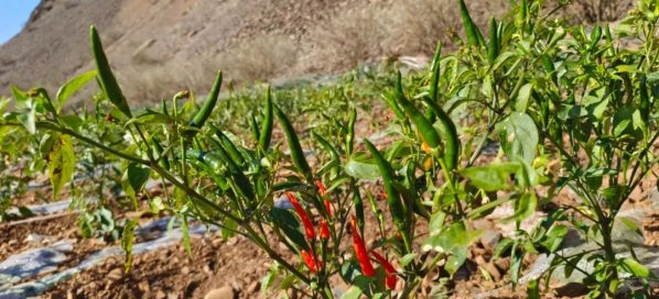 会东县淌塘镇中坪子村，会东县淌塘镇插图2