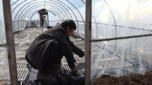 会东烤烟大县,会东三农官网插图2 会东烤烟大县,会东三农官网插图2