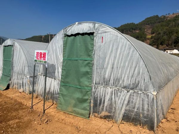 会东烤烟大县,会东三农官网插图4 会东烤烟大县,会东三农官网插图4