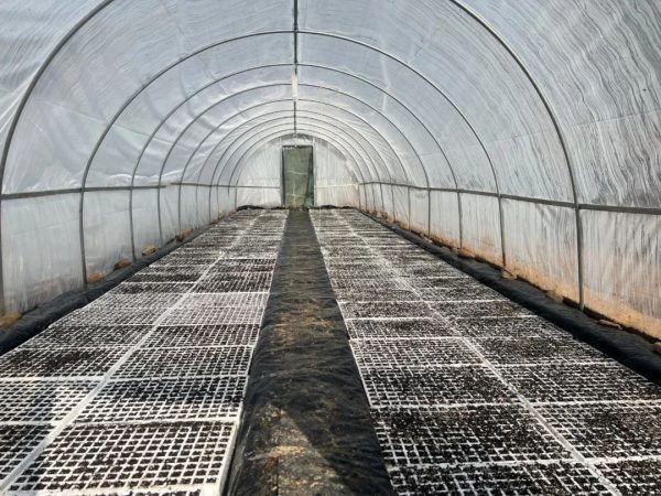 会东烤烟大县,会东三农官网插图3 会东烤烟大县,会东三农官网插图3