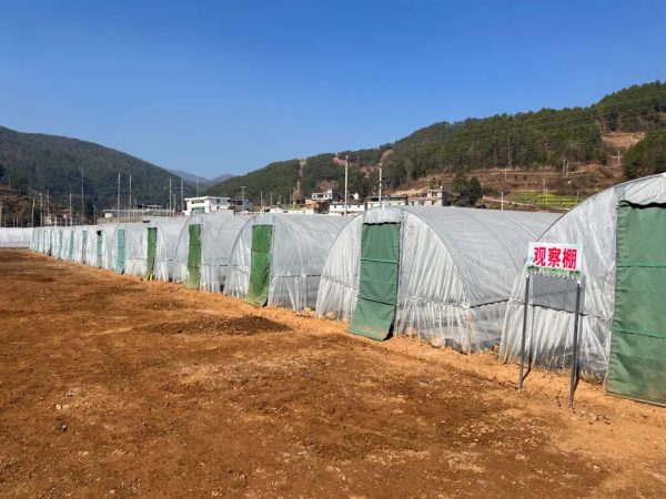 会东烤烟大县,会东三农官网插图5 会东烤烟大县,会东三农官网插图5