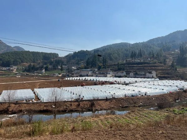 会东烤烟大县,会东三农官网插图6 会东烤烟大县,会东三农官网插图6