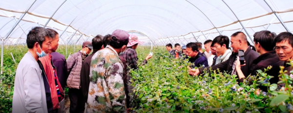 会东蓝莓种植基地消息插图3 会东蓝莓种植基地消息插图3