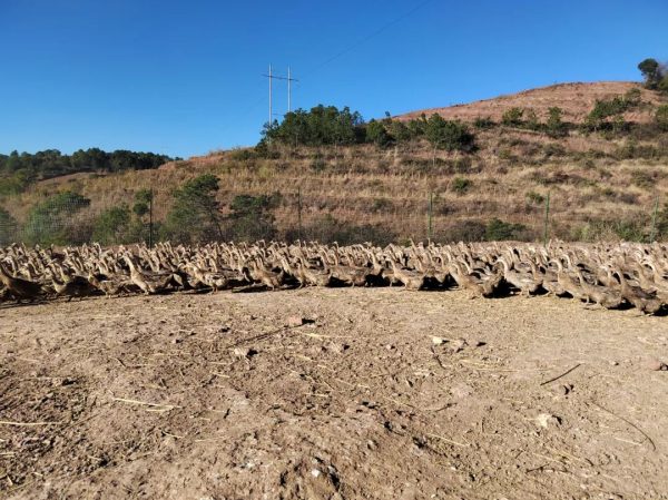 会东县创业政策、会东县经济发展介绍?插图2 会东县创业政策、会东县经济发展介绍?插图2