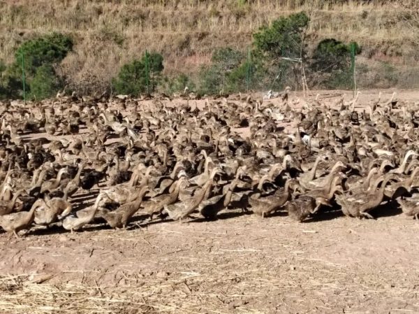 会东县创业政策、会东县经济发展介绍?插图5 会东县创业政策、会东县经济发展介绍?插图5