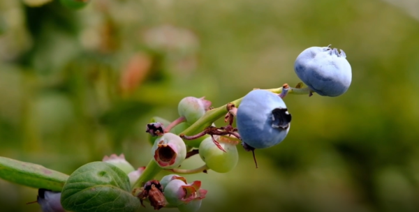 会东蓝莓种植基地消息插图4 会东蓝莓种植基地消息插图4