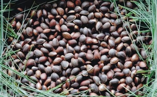 四川省会东县的一种特产，是国家地理标志产品！-会东网