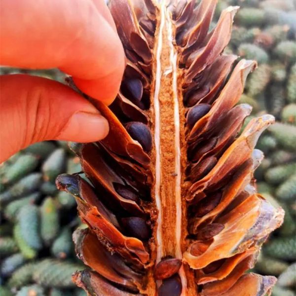 四川省会东县的一种特产，是国家地理标志产品！插图1