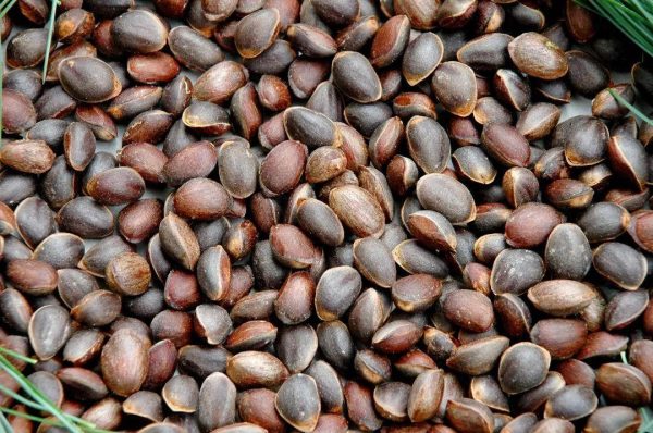 四川省凉山州会东美食(四川凉山州会东地域特色)插图3 四川省凉山州会东美食(四川凉山州会东地域特色)插图3