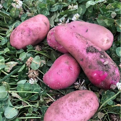 会东地域特产煮洋芋(会东炸洋芋坨坨)插图2 会东地域特产煮洋芋(会东炸洋芋坨坨)插图2